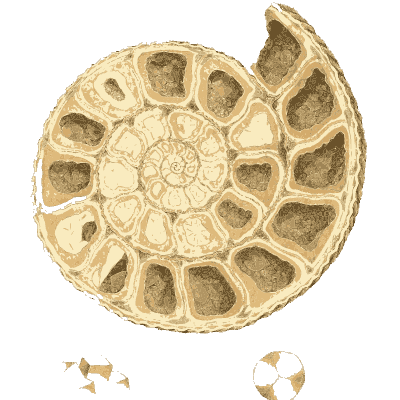 Cut ammonite showing chambers - British Mineralogy, Volume 1 - 1804