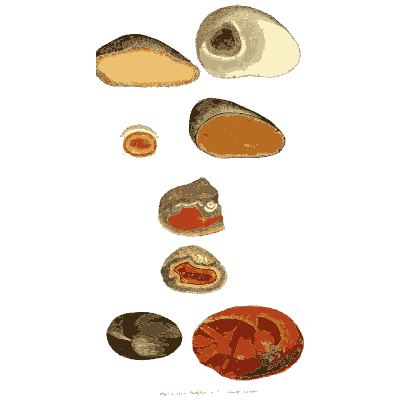 Banded polished pebbles - British Mineralogy, Volume 1 - 1804