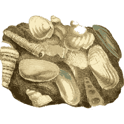 Rock packed with fossil bivalves - British Mineralogy, Volume 1 - 1804