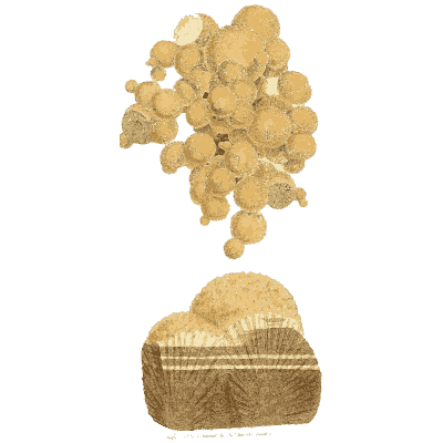 Rounded tan concretions - British Mineralogy, Volume 1 - 1804