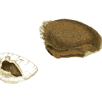 Ribbed fossil shell and brown nodule - British Mineralogy, Volume 1 - 1804