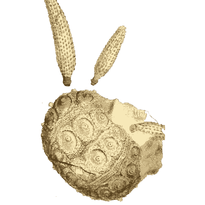 Fossil sea urchin with spines - British Mineralogy, Volume 2 - 1806