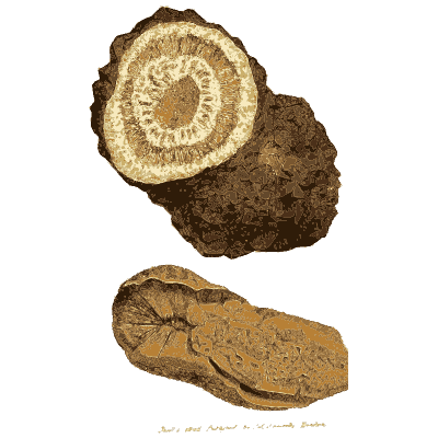 Cut ringed nodule - British Mineralogy, Volume 2 - 1806
