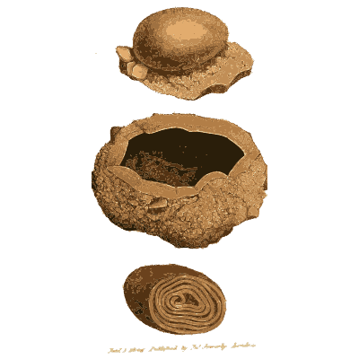 Cup shaped hollow stone with lid - British Mineralogy, Volume 2 - 1806