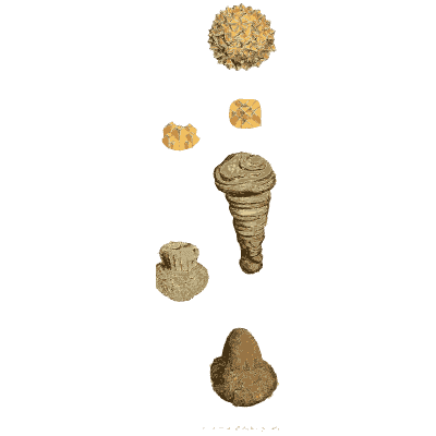 Burred ball, cubes and small fossils - British Mineralogy, Volume 2 - 1806