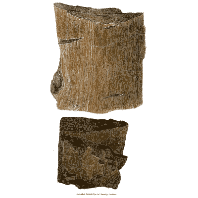 Woody grained brown stone - British Mineralogy, Volume 2 - 1806