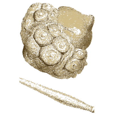 Bubbly growths and fibrous splinter - British Mineralogy, Volume 2 - 1806