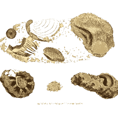 Pale block with fossil shells - British Mineralogy, Volume 2 - 1806