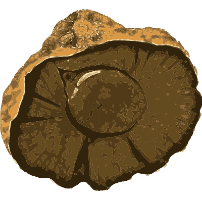 Ammonite in a cut nodule - British Mineralogy, Volume 2 - 1806