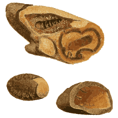 Cut nodules with curled layers - British Mineralogy, Volume 2 - 1806