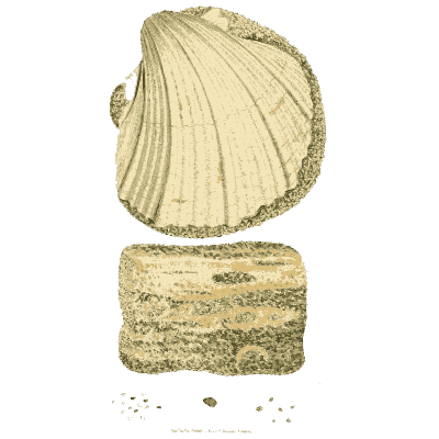 Fossil scallop and banded block - British Mineralogy, Volume 2 - 1806