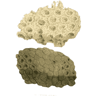 Fossil honeycomb coral - British Mineralogy, Volume 3 - 1809