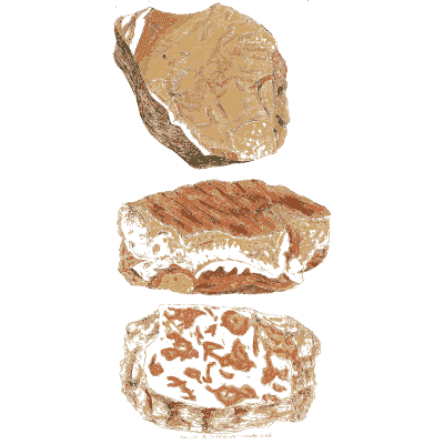 Mottled brown and white stones - British Mineralogy, Volume 3 - 1809