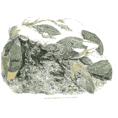 Leaf shaped plates on grey rock - British Mineralogy, Volume 3 - 1809