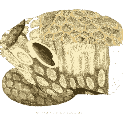 Cut fossil coral - British Mineralogy, Volume 3 - 1809