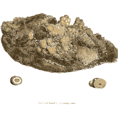 Pale nodules in dark rock - British Mineralogy, Volume 3 - 1809