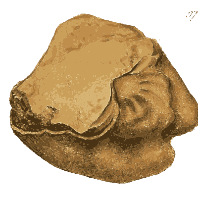Smooth tan stone - British Mineralogy, Volume 3 - 1809