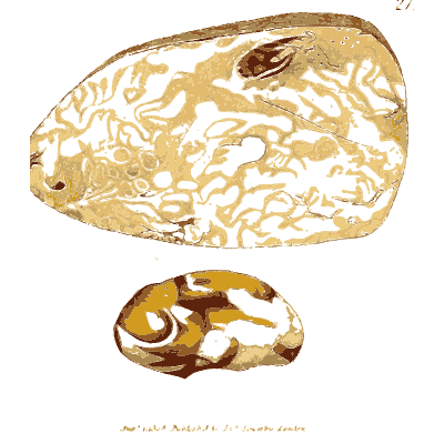 Stone with worm like markings - British Mineralogy, Volume 3 - 1809
