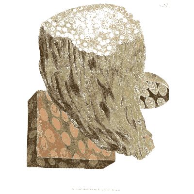 Crusted pale rock - British Mineralogy, Volume 3 - 1809
