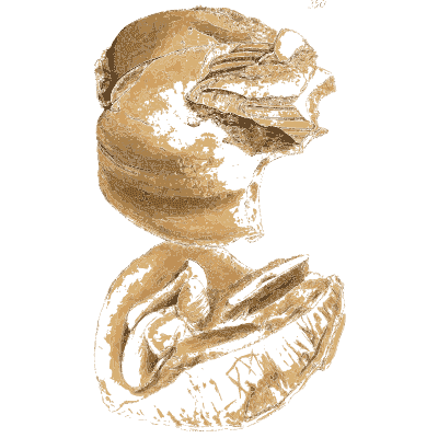 Folded brown nodules - British Mineralogy, Volume 3 - 1809