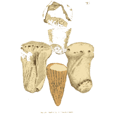 Tube shaped fossils - British Mineralogy, Volume 3 - 1809