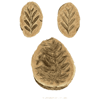 Fossil fern fronds in split nodules - British Mineralogy, Volume 3 - 1809