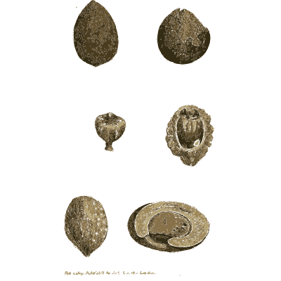 Dark seed shaped nodules - British Mineralogy, Volume 3 - 1809
