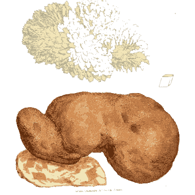 Branching coral fossil and kidney mass - British Mineralogy, Volume 3 - 1809