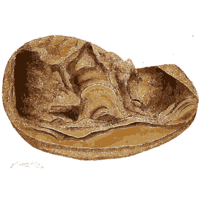 Ridged brown bowl shaped stone - British Mineralogy, Volume 3 - 1809