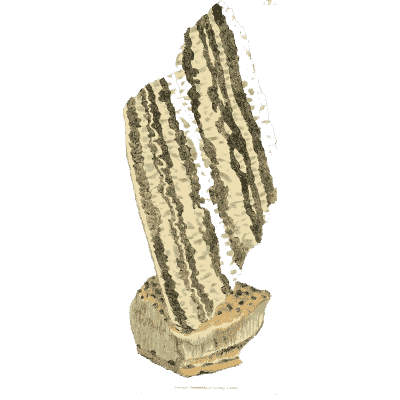 Grey ribbed column - British Mineralogy, Volume 3 - 1809