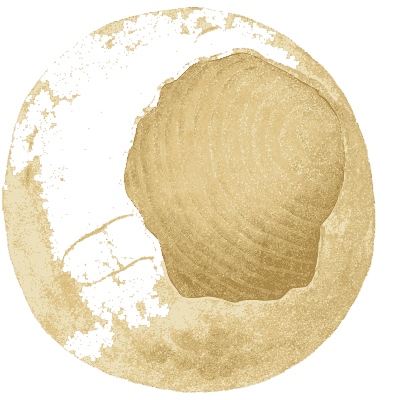 Fossil shell in pale stone - British Mineralogy, Volume 3 - 1809