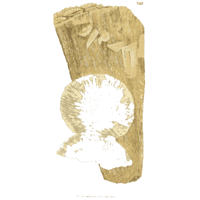 Fossil scallop in pale stone - British Mineralogy, Volume 3 - 1809