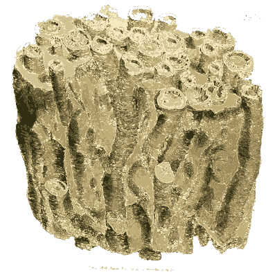 Fossil coral section - British Mineralogy, Volume 3 - 1809