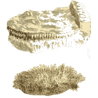 Crusted slab and bristling crystal lump - British Mineralogy, Volume 3 - 1809