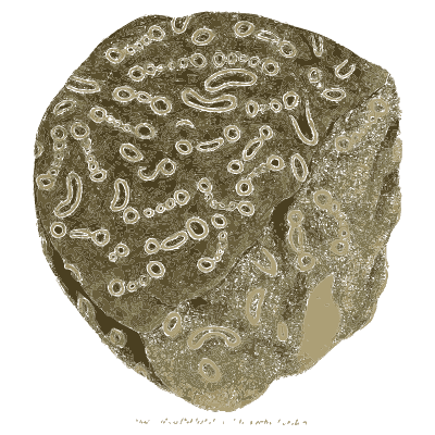 Grey stone with worm-like markings - British Mineralogy, Volume 4 - 1811
