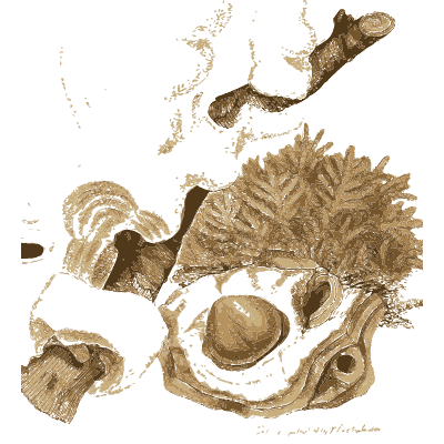 Heap of broken fossil shells - British Mineralogy, Volume 4 - 1811