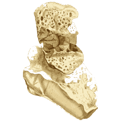 Porous fossil pieces - British Mineralogy, Volume 4 - 1811