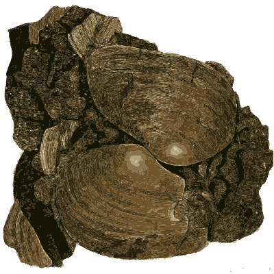 Fossil bivalves in dark rock - British Mineralogy, Volume 4 - 1811