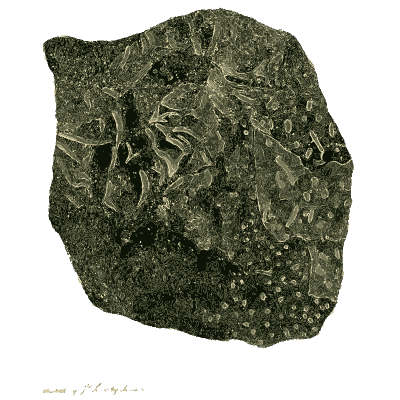 Black rock with glassy crystal faces - British Mineralogy, Volume 4 - 1811