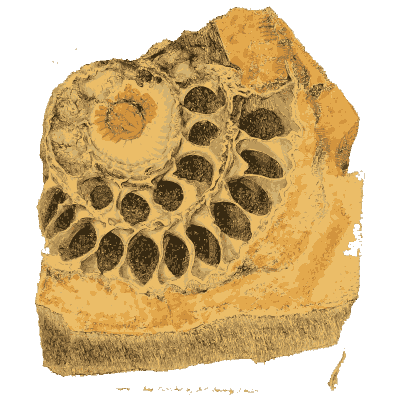 Ammonite in yellow rock - British Mineralogy, Volume 4 - 1811
