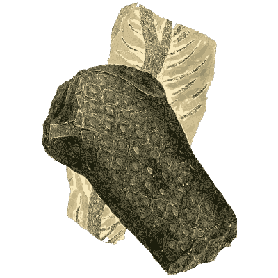 Dark scaly fossil on pale stone - British Mineralogy, Volume 4 - 1811