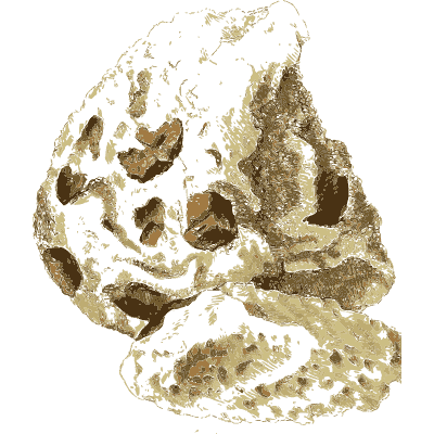 Pale rock with brown-filled holes - British Mineralogy, Volume 4 - 1811