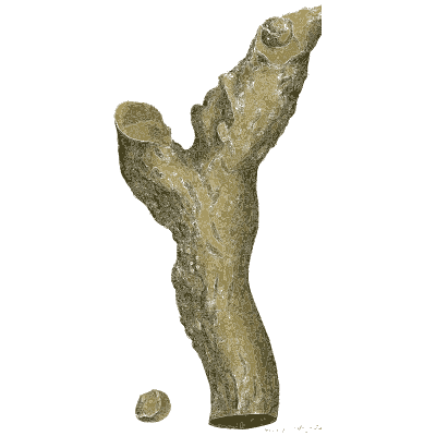 Forked root-shaped brown stone - British Mineralogy, Volume 4 - 1811