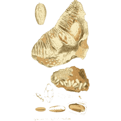 Broken fossil shell fragments - British Mineralogy, Volume 4 - 1811
