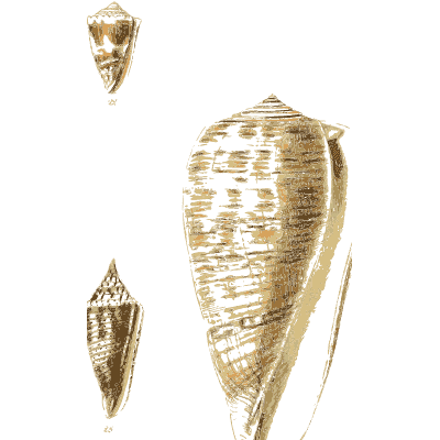 Large cone shell 01 - The Conchological Illustrations - 1841