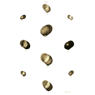 Small rounded nerite shells 01 - The Conchological Illustrations - 1841