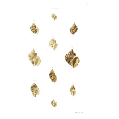 Small whelk shells - The Conchological Illustrations - 1841
