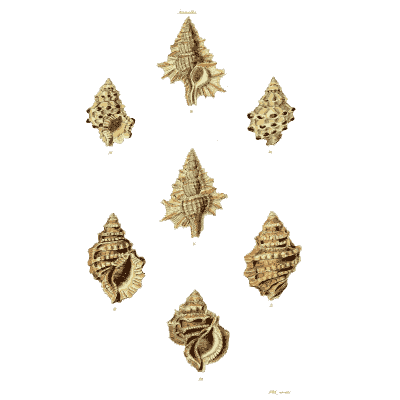 Small spined murex shells - The Conchological Illustrations - 1841