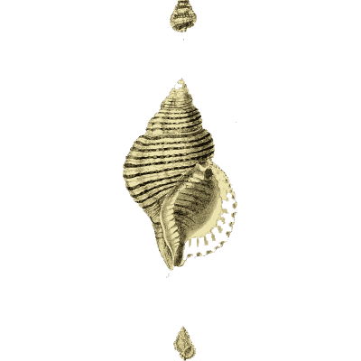 Ribbed triton shell - The Conchological Illustrations - 1841