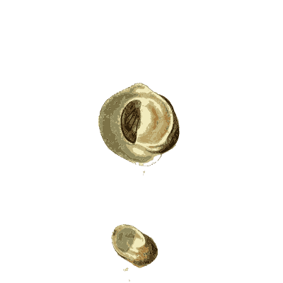 Rounded turban shells - The Conchological Illustrations - 1841